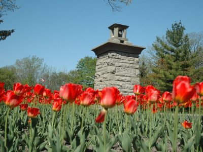 tulips